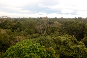 tree cover seen from above