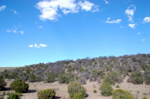 Dead pinyon pines, apparently killed by drought and beetles, in central New Mexico in 2014.