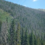 dead conifers on slope