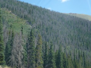 dead conifers on slope