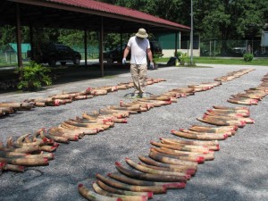 Elephant tusks