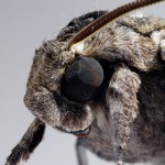moth