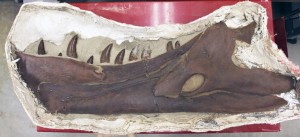 T-rex jaw