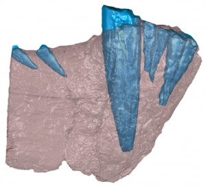 A jawbone