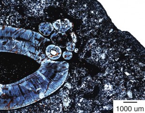 An image of a tooth.