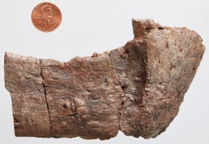 A fossilized jawbone.