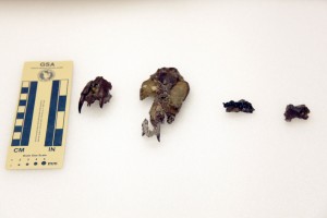 Fossils from extinct mammals.