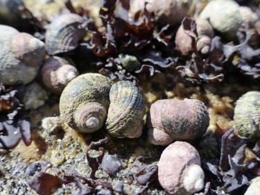 native marine snail