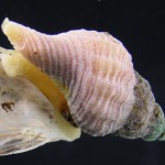 invasive snail feeding on an oyster