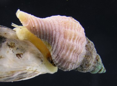 invasive snail feeding on an oyster