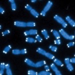 chromosomes on a slide