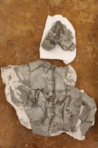A fossil embedded in rock.