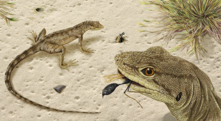 An illustration of an extinct lizard.