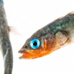 Three-spine stickleback.