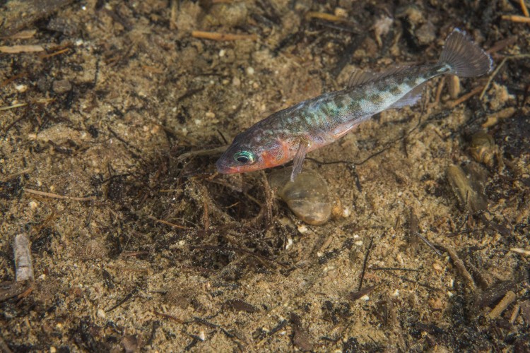 An adult male three-spine stickleback guards the nest.