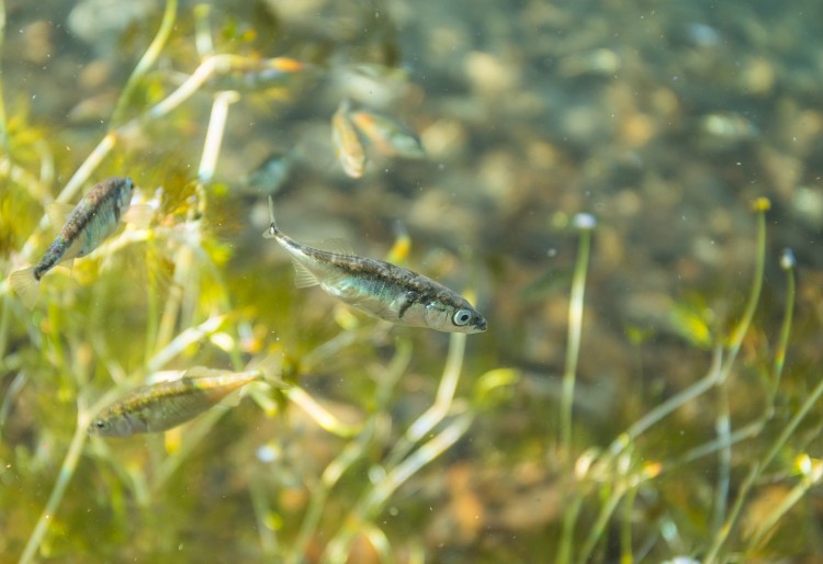 three-spine stickleback fish