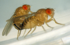 fruit flies mating