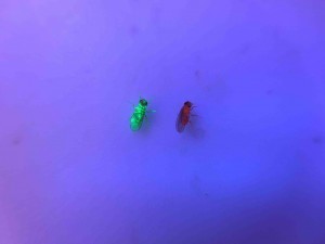 Female fruit flies marked with different colored powders.