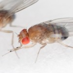 Fruit flies