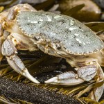 Dungeness crab.