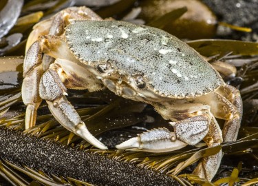 Dungeness crab.