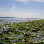 An eelgrass bed near Bainbridge Island, Washington.