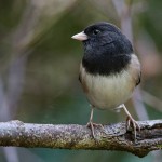 Dark-eyed junco, an "exploiter" species.