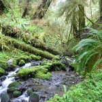 stream