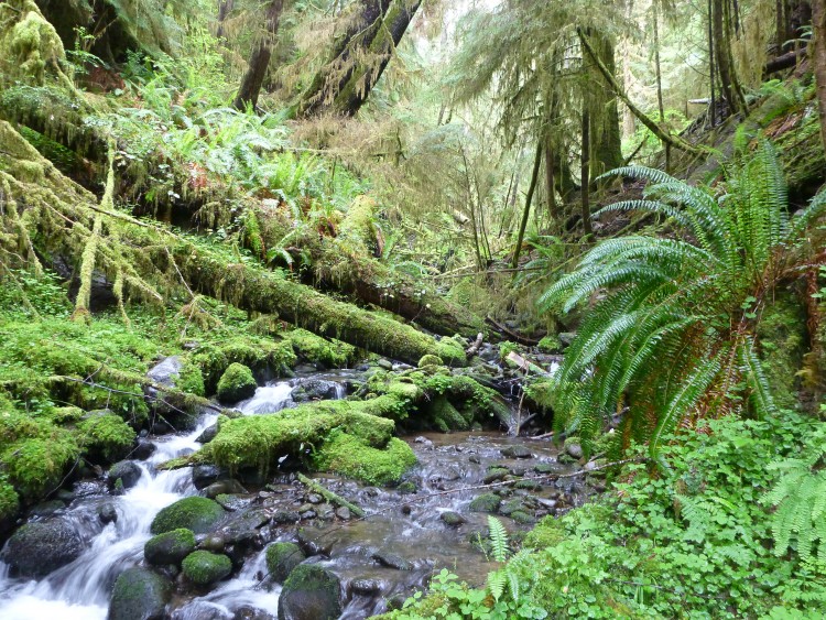 stream
