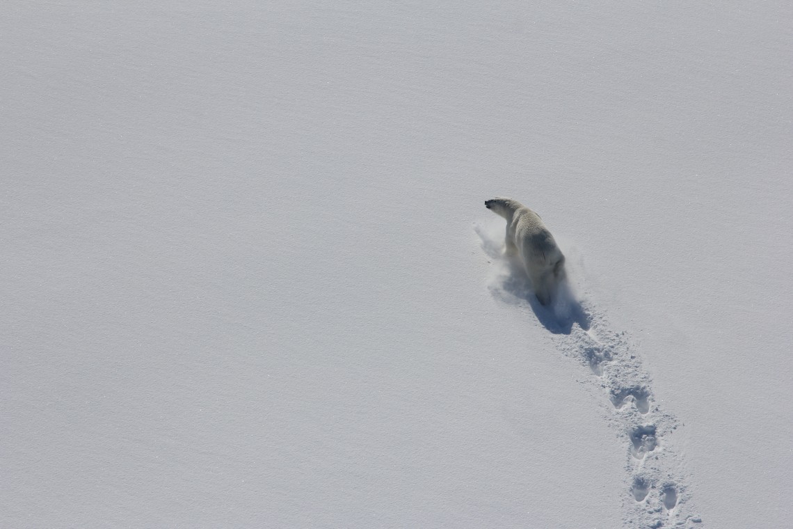 polar bear walking