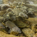 fish swimming underwater