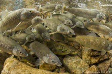 fish swimming underwater