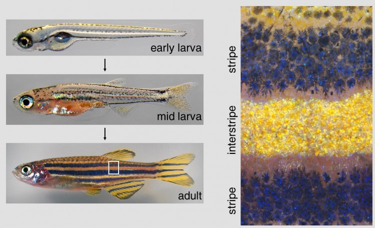 Pictures of fish, and a close-up view of their pigmentation patterns