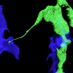 Two cells under a microscope