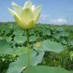 lotus flowers in the mississippi delta.