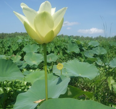 lotus flowers in the mississippi delta.