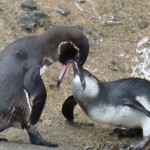 A juvenile Galapagos penguin being fed by an adult.
