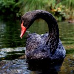 black swan in nature