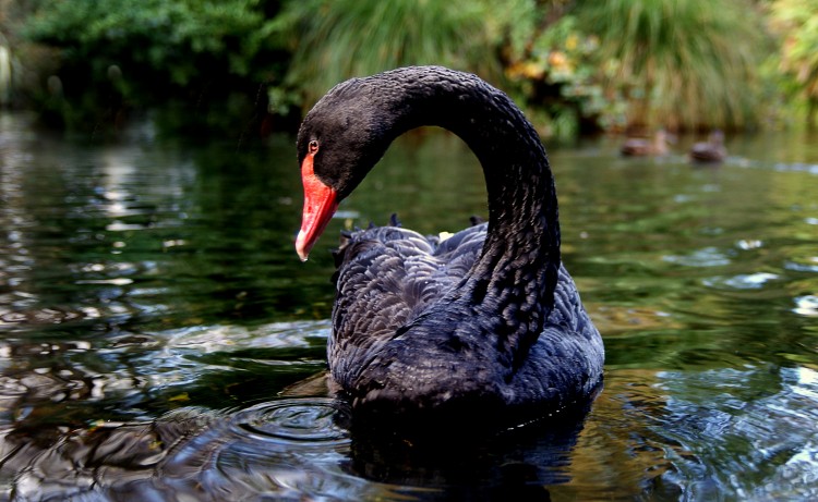 black swan in nature