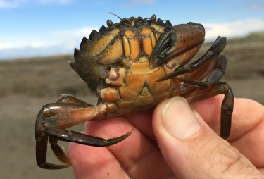 green crab