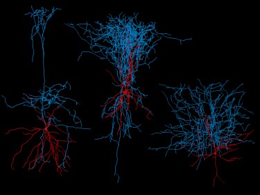 image of neuron reconstructions