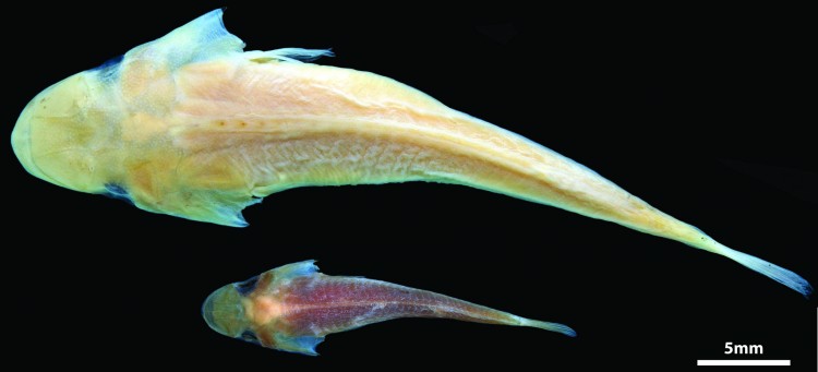 The only two known specimens out of water were found on museum shelves, after being caught 40 years ago.