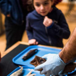 kids looking at animal specimen
