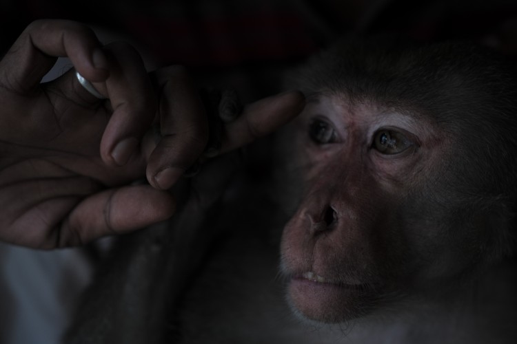 A pet macaque sits with its owner in Bangladesh. Such familiarity could facilitate the transmission of infectious diseases from owner to monkey.