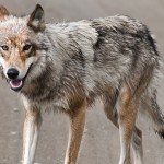 gray wolf