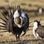 closeup of bird
