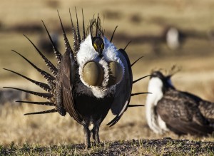 closeup of bird