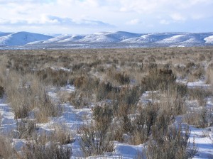 winter scene with shrubs