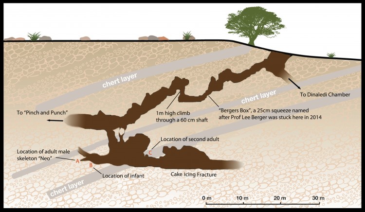 This diagram shows the narrow twists and openings of the Lesedi Chamber, along with labels where some remains were found. The Lesedi Chamber is about 30 meters, or nearly 100 feet, underground.