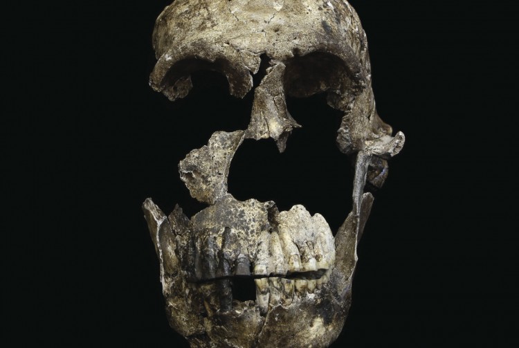 This skull, part of a skeleton that scientists have named Neo, was found in the Lesedi Chamber of the Rising Star Cave system in South Africa. Most of the bones in the middle of the face are intact, unlike another skull found in a nearby chamber of the cave system.